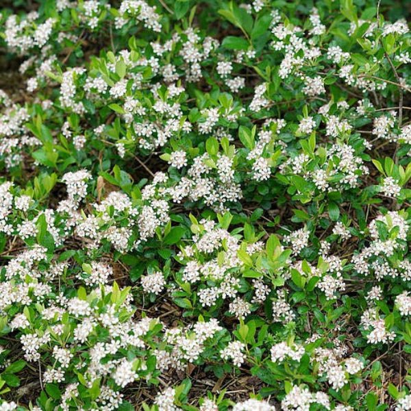 Ground Hug Dwarf Chokeberry - Image 3
