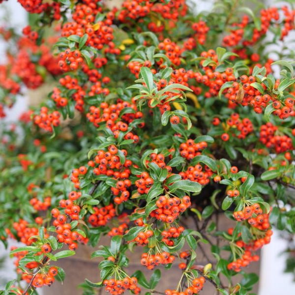 Berry Box Pyracomeles - Image 3