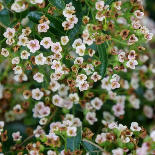 Berry Box Pyracomeles - Image 4