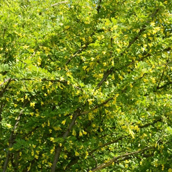 Caragana Siberian Peashrub - Image 3