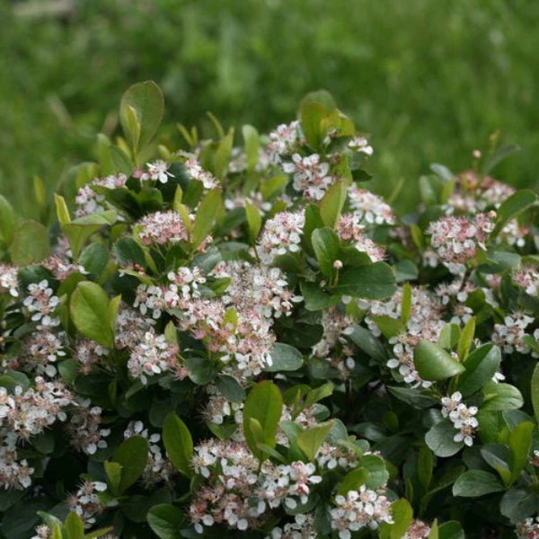 Chokeberry Low Scape Mound - Image 3