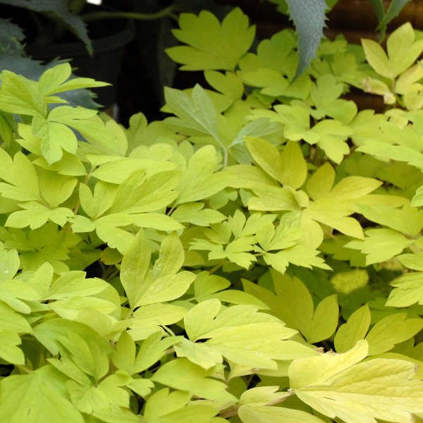 Dicentra Gold Heart - Image 3