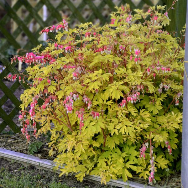 Dicentra Gold Heart - Image 4