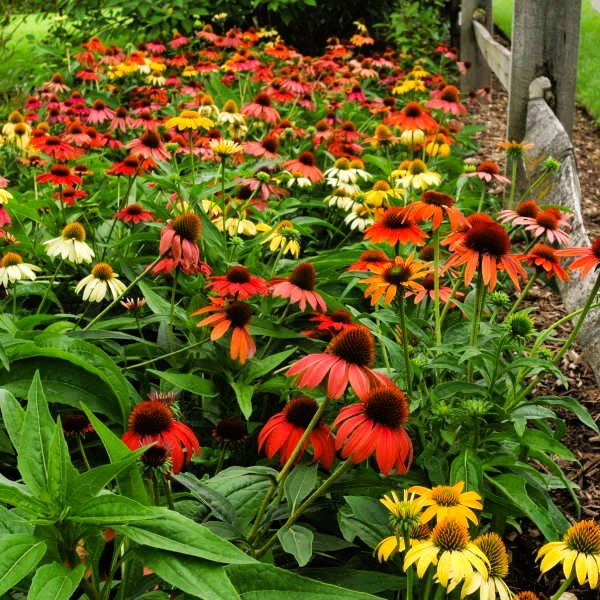 Cheyenne Spirit Coneflower - Image 3