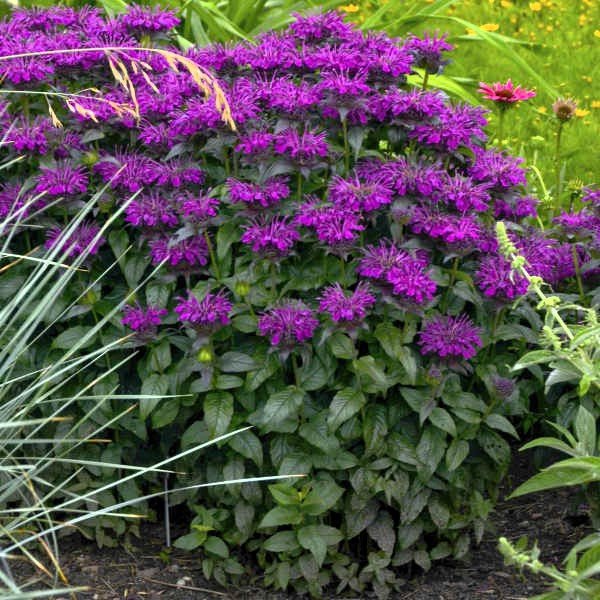 Grape Gumball Monarda - Image 3