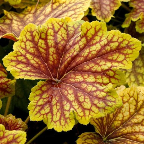 Weekly 25% OFF Plant Sales Collection!