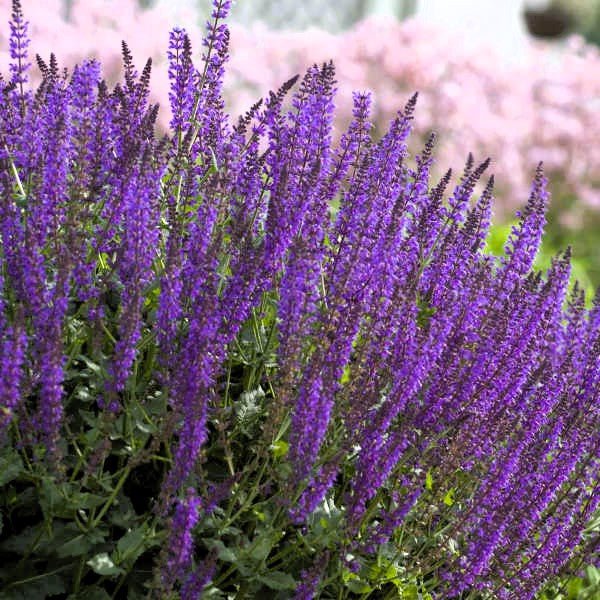 Salvia May Night - Image 3